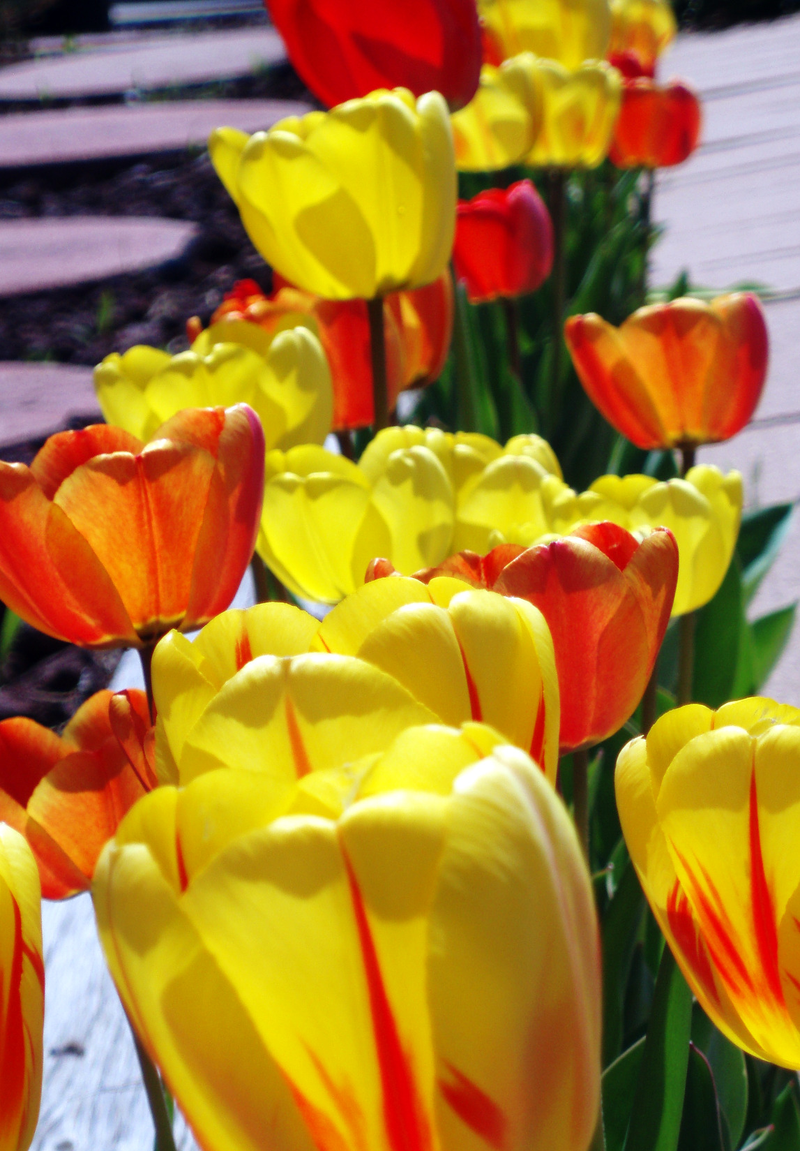 spring snow gave way to tulips