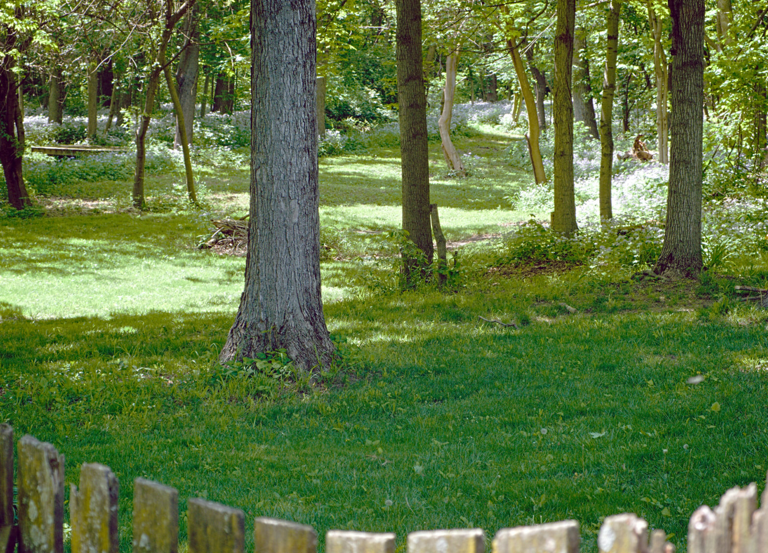 The front yard of the west woods