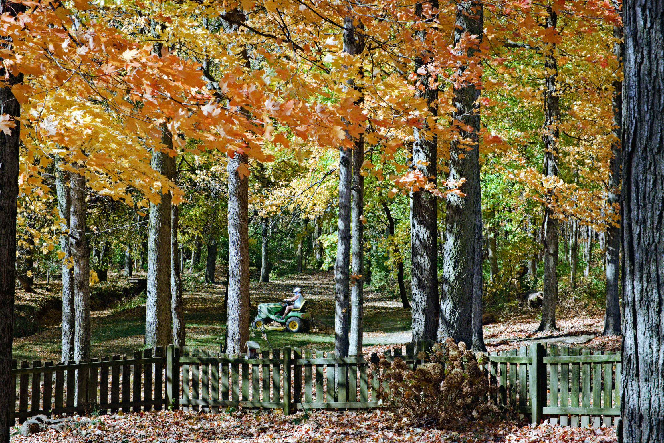 Mulching leaves