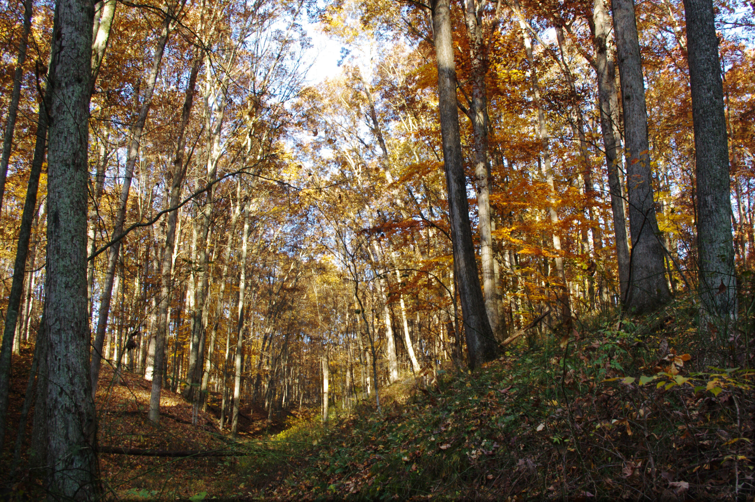 walk in the woods