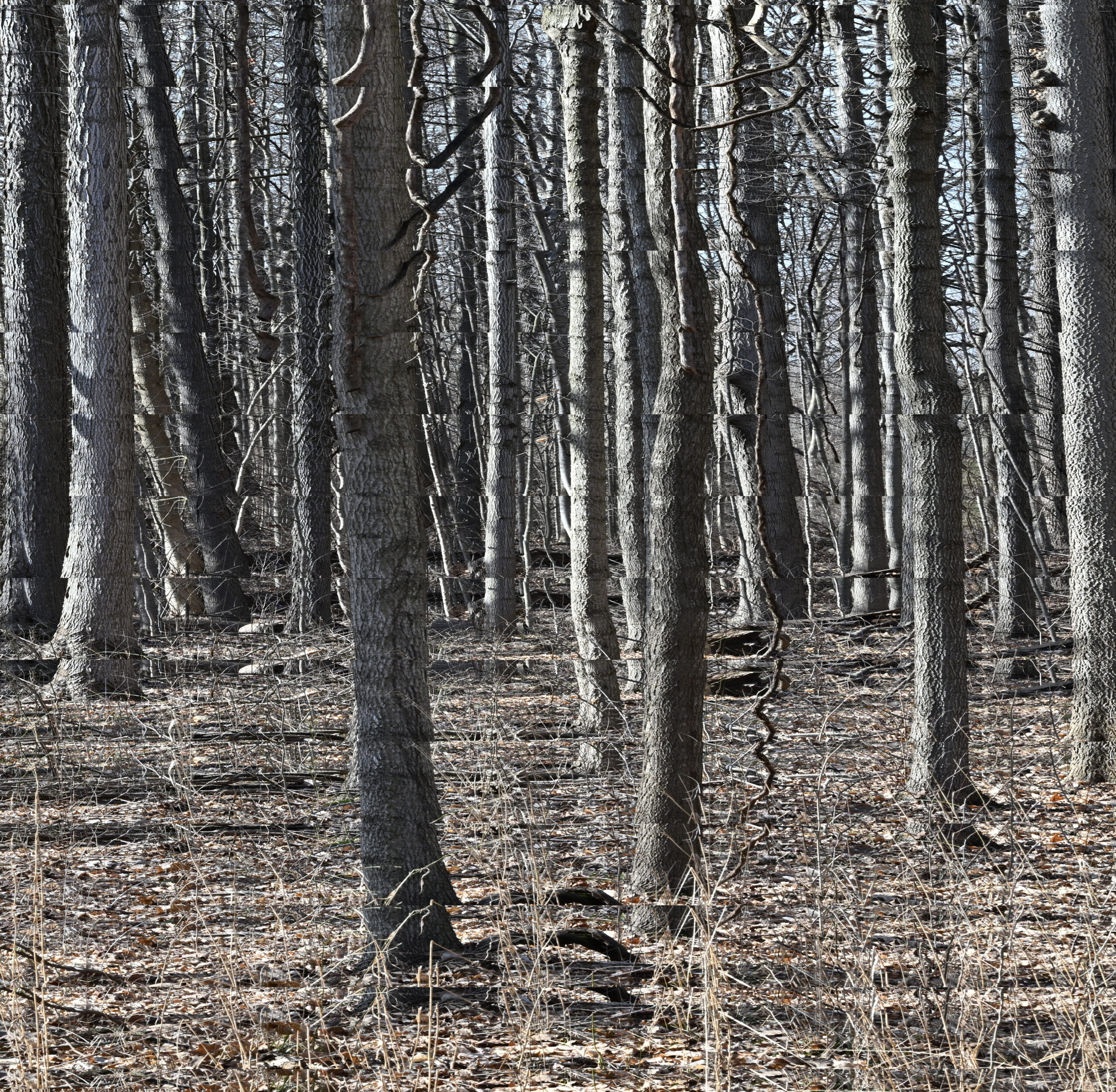 glass tile over west woods